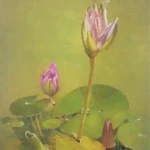 Water Lily iv